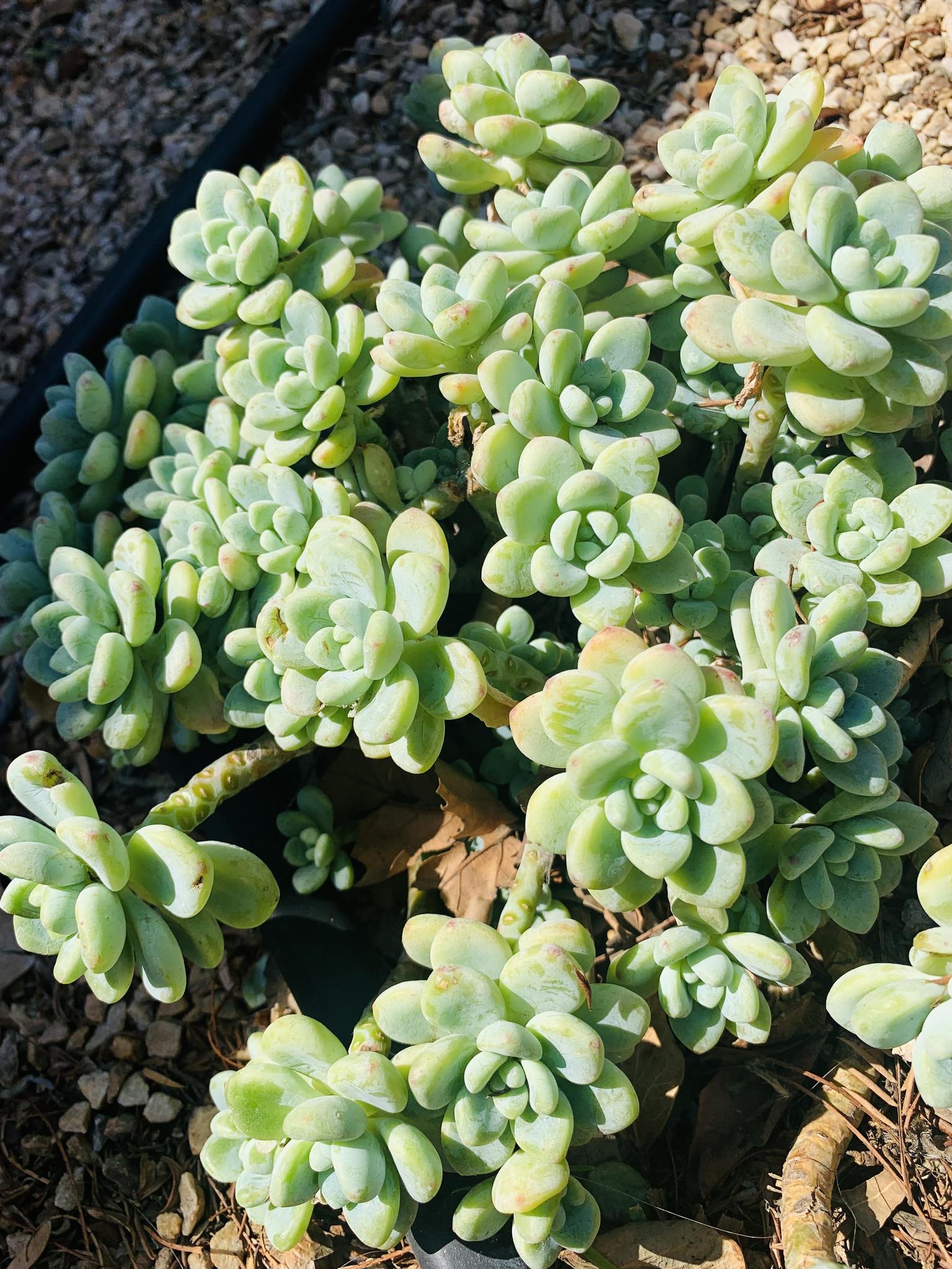 Sedum clavatum